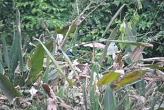 Porphyrio martinica