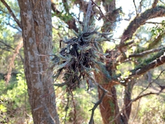 Tillandsia tricholepis