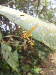 Ophiocordyceps humbertii