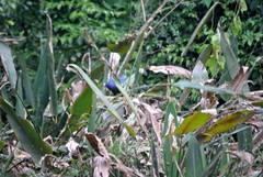 Porphyrio martinica