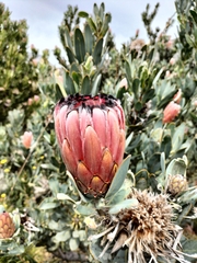 Protea laurifolia