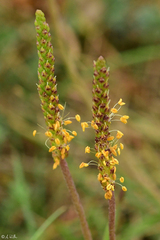 Plantago maritima