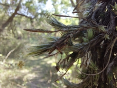 Tillandsia tricholepis