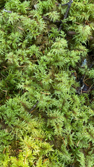 Hylocomium splendens