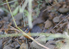 Scelorchilus rubecula