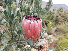 Protea laurifolia