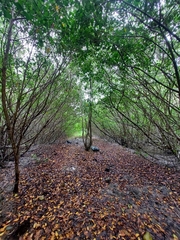 Laguncularia racemosa