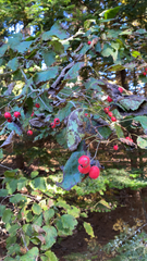 Crataegus laevigata