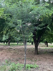 Libidibia sclerocarpa