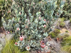Protea laurifolia
