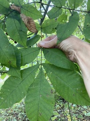 Carya cordiformis