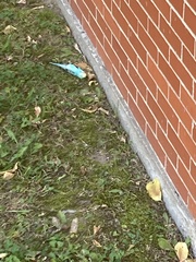 Melopsittacus undulatus domesticus