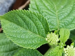 Lantana montevidensis