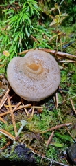 Lactarius trivialis