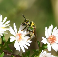Augochlorella aurata