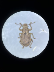 Strophosoma capitatum