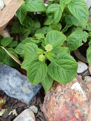 Lantana montevidensis