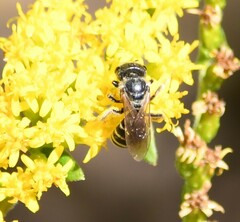 Halictus ligatus