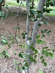 Libidibia sclerocarpa