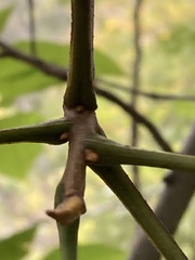 Carya cordiformis