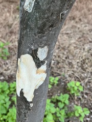 Libidibia sclerocarpa