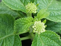 Lantana montevidensis