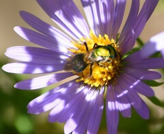 Augochlorella aurata