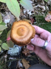 Dermocybe