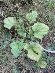 Geum macrophyllum