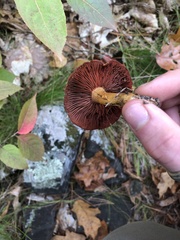 Dermocybe