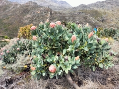 Protea grandiceps