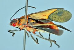 Pyrrhocoridae