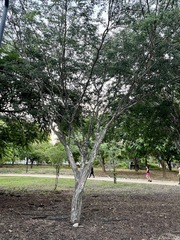 Libidibia sclerocarpa