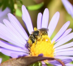 Halictus ligatus