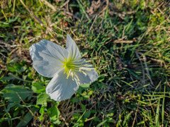 Oenothera centaurifolia