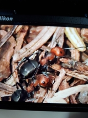 Formica obscuripes