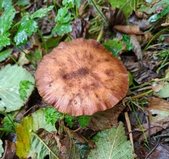 Armillaria cepistipes