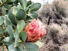 Protea grandiceps
