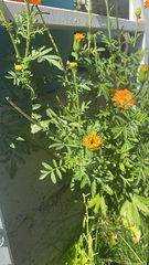 Tagetes erecta