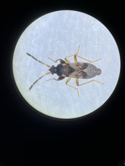 Scolopostethus