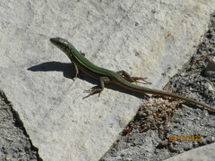 Podarcis ionicus
