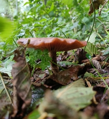 Armillaria cepistipes