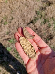 Amphilophium carolinae