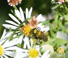 Augochlorella aurata
