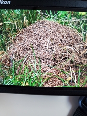 Formica obscuripes