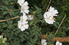 Rosa spinosissima
