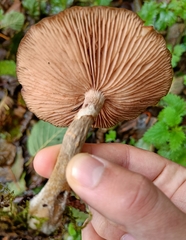 Armillaria cepistipes