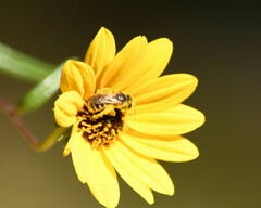 Halictus ligatus