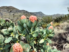 Protea grandiceps