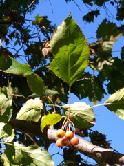 Crataegus phaenopyrum